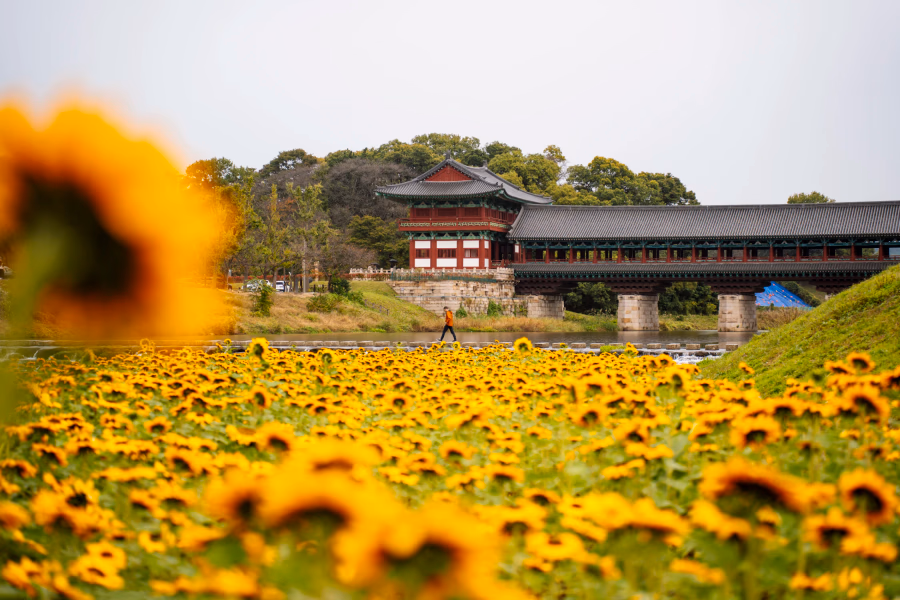 A field of sunflowers frame a large river where Woljeonggyo Bridge crosses