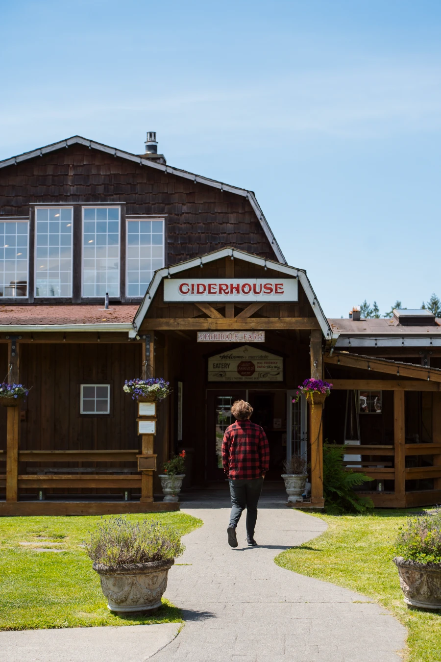 A man walks down a meandering cement path towards an old wooden ciderhouse