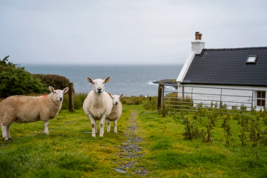 Three sheep watch hikers walk past on the way to Brother's Point