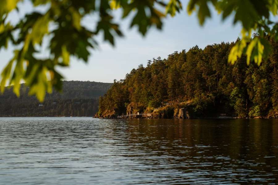 Calm waters framed by green leaves with a tree covered coastline in the distance