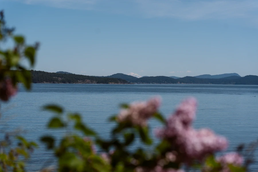 Pink flowers in the foreground frame calm sea waters with mountains on the horizon