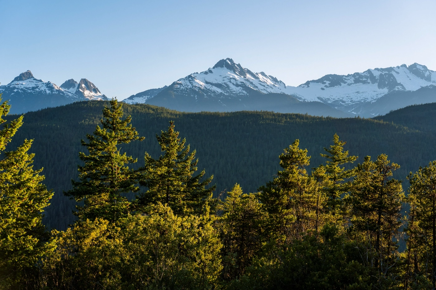 Trees in the foreground with the Tantalus Range's multiple snowy peaks in the distance