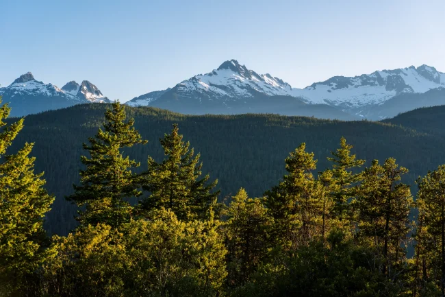 Trees in the foreground with the Tantalus Range's multiple snowy peaks in the distance 