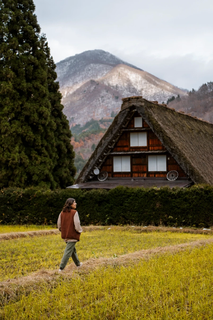 A woman walks through a rice field in front of a traditional thatched roof Japanese house