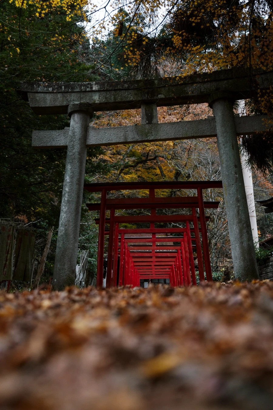 dried leaves on the ground lead to a series of red Tori Gates