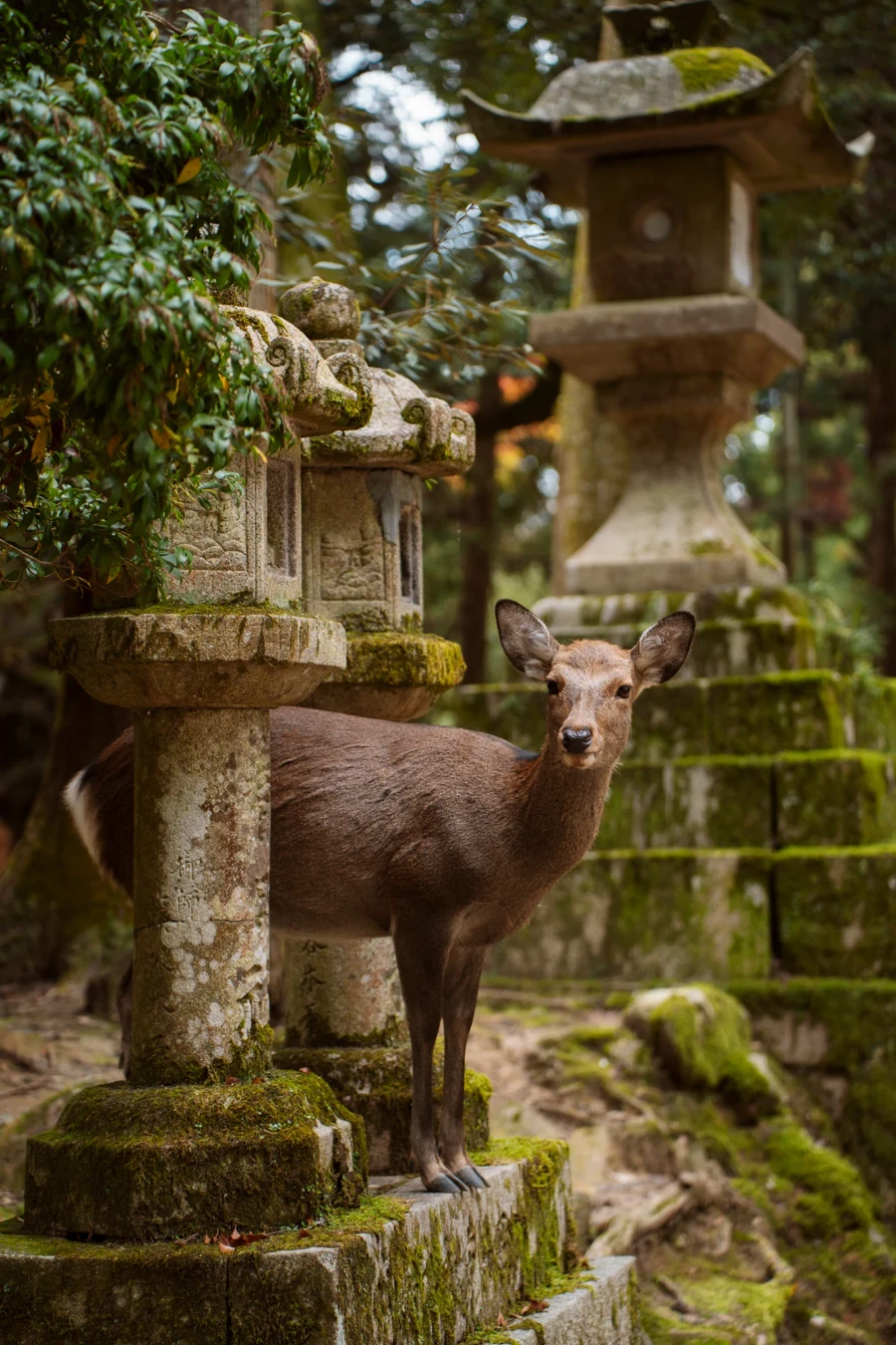 A small deer pokes its head out between two mossy stone pillars in a temple in Nara Park Japan