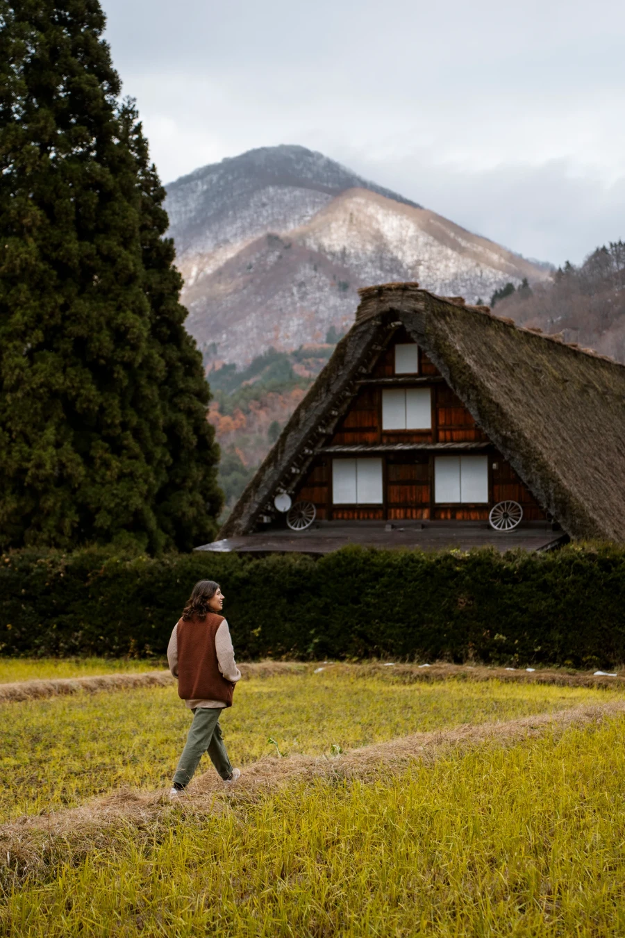 A woman walks through a rice field towards a traditional thatched roof house
