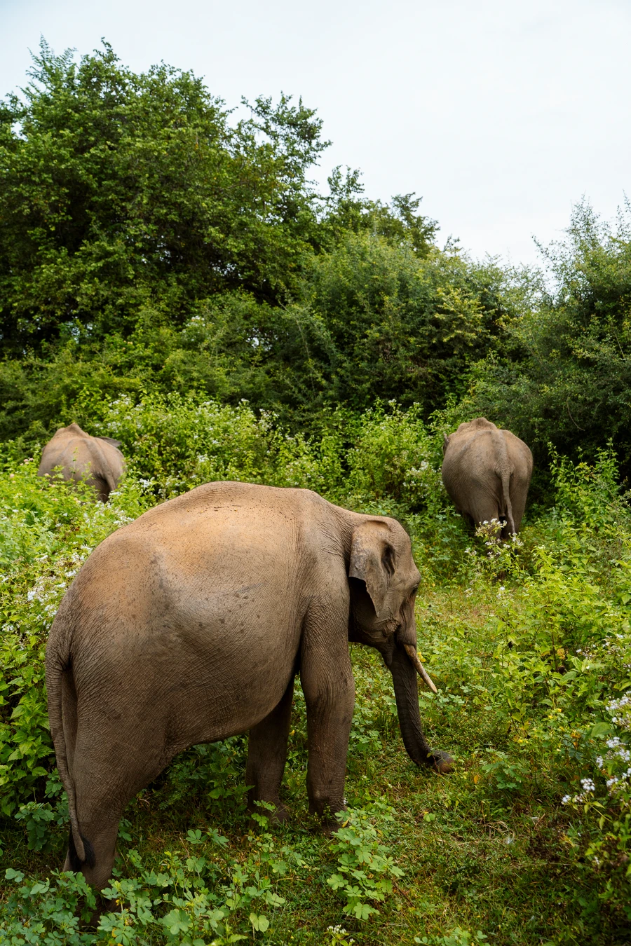 Three elephants walk into the thick jungle in Udawalawe National Park