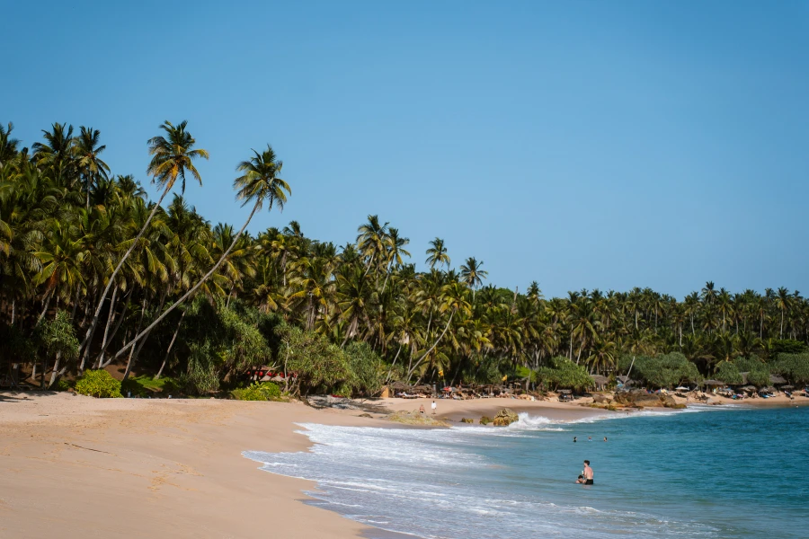 Dozens of palm trees line the long and sandy shores of Silent Beach in Tangalle, Sri Lanka
