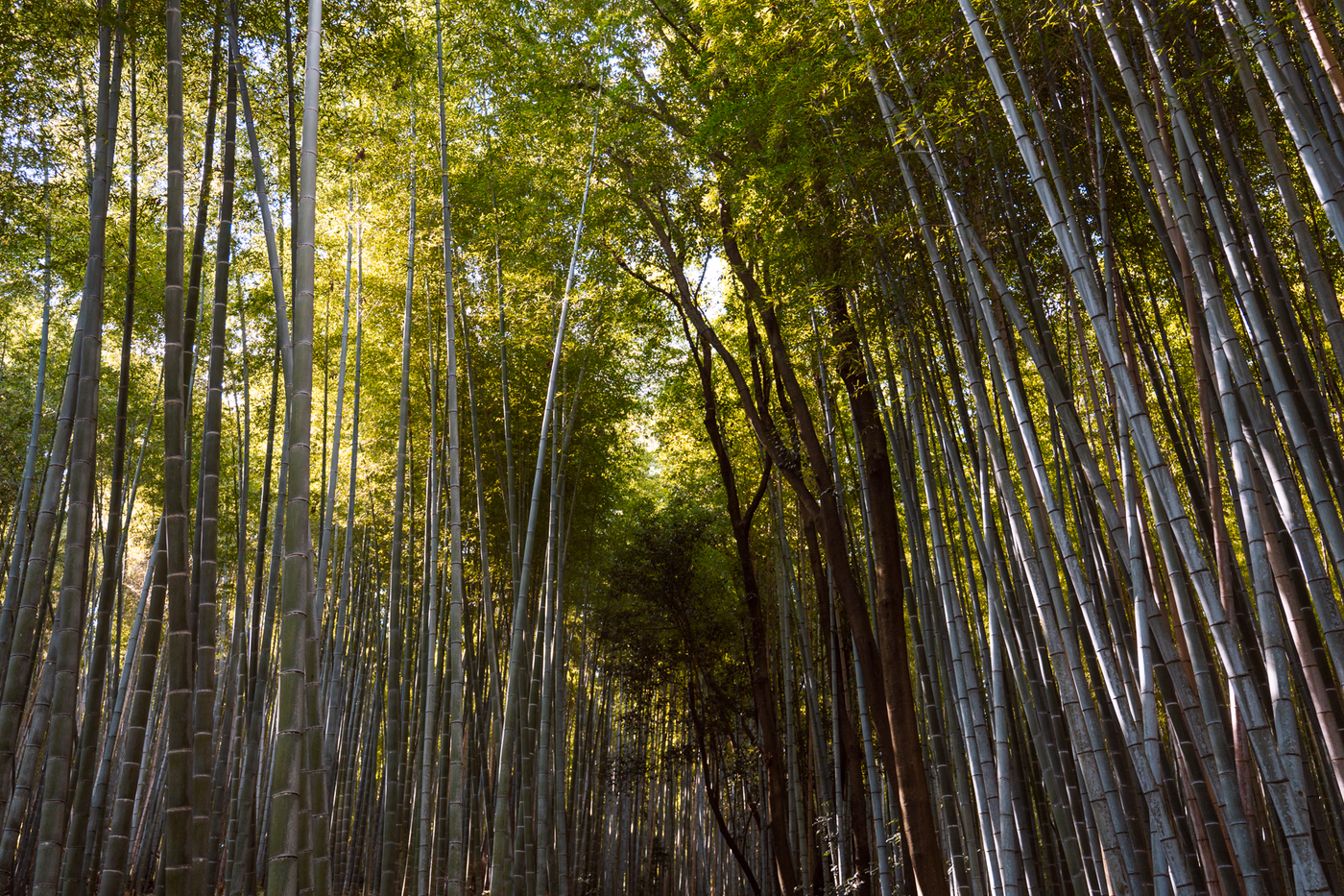 Hundreds of bamboo stalks sway in the wind under a blue sky
