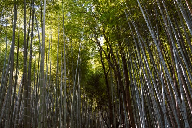 Easiest Day Trip From Kyoto: Arashiyama (2026 Guide)