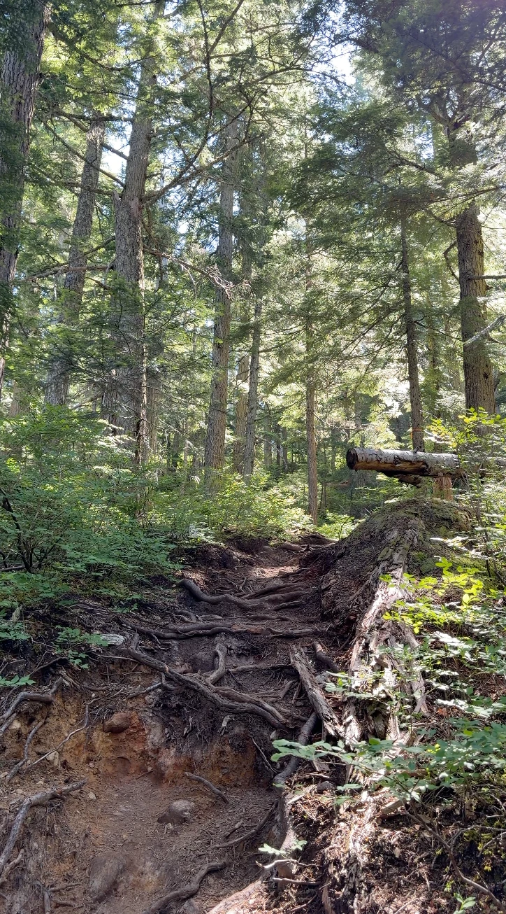 A steep section of trail riddled with roots and lined on all sides with trees
