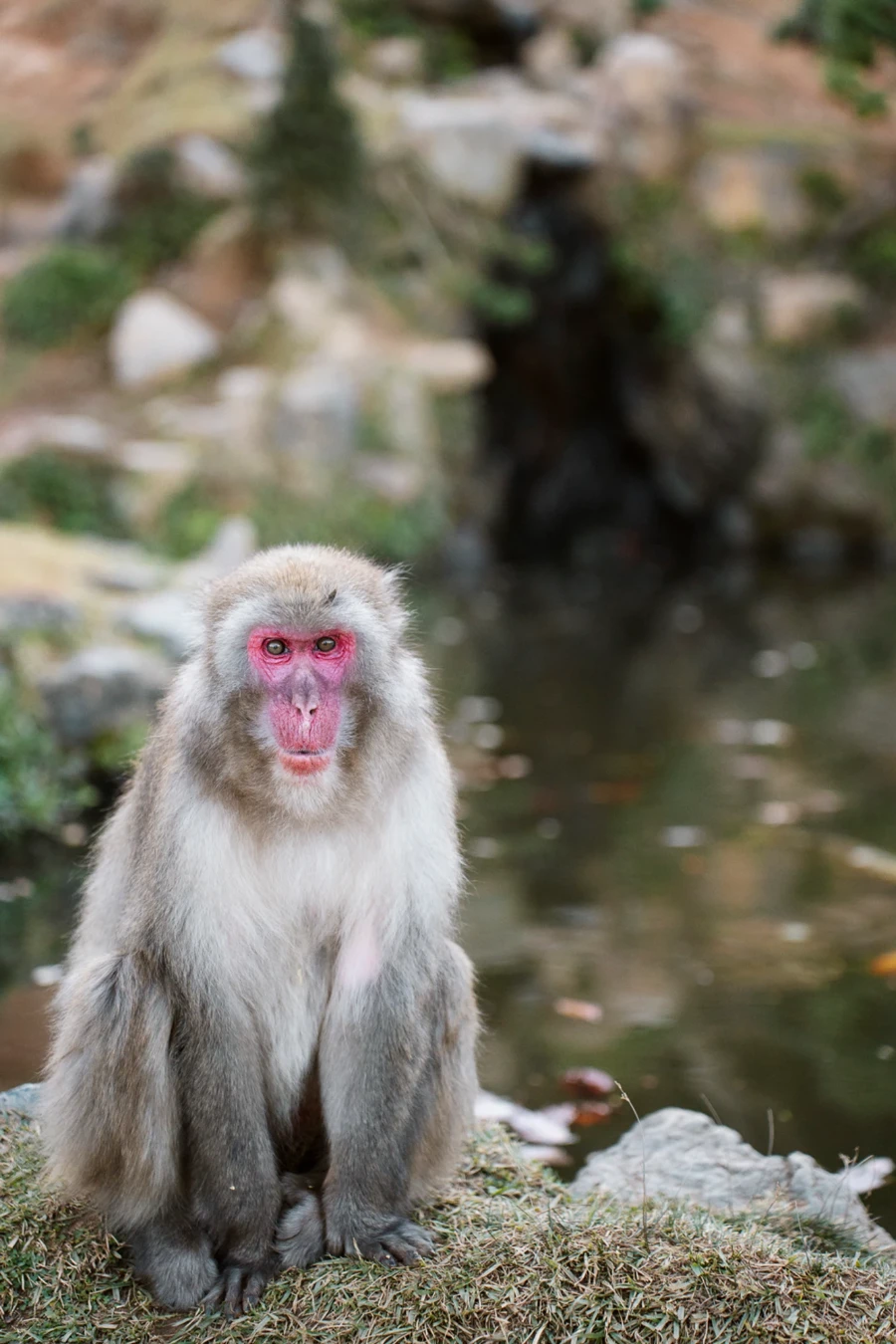 Snow monkey sitting in the grass looking into the camera