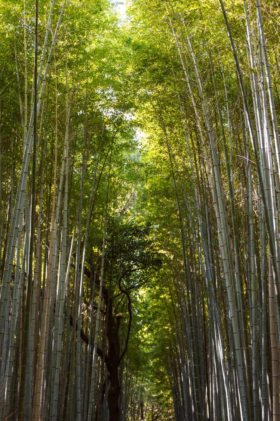 An empty path between two rows of bamboo groves