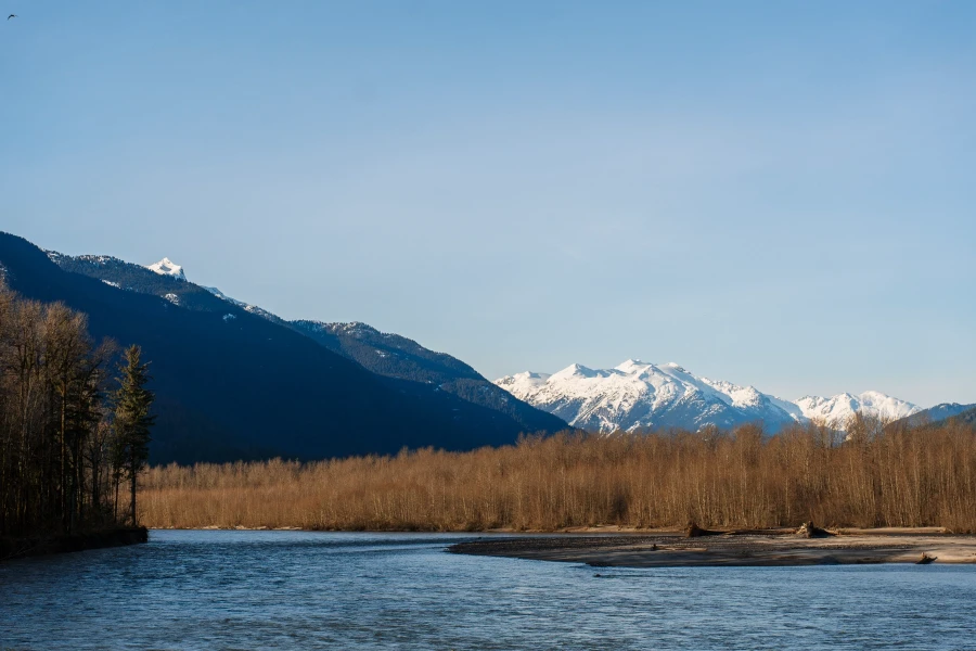 A wide and powerful river flows past a forest of dry trees with snow-capped mountains in the distance