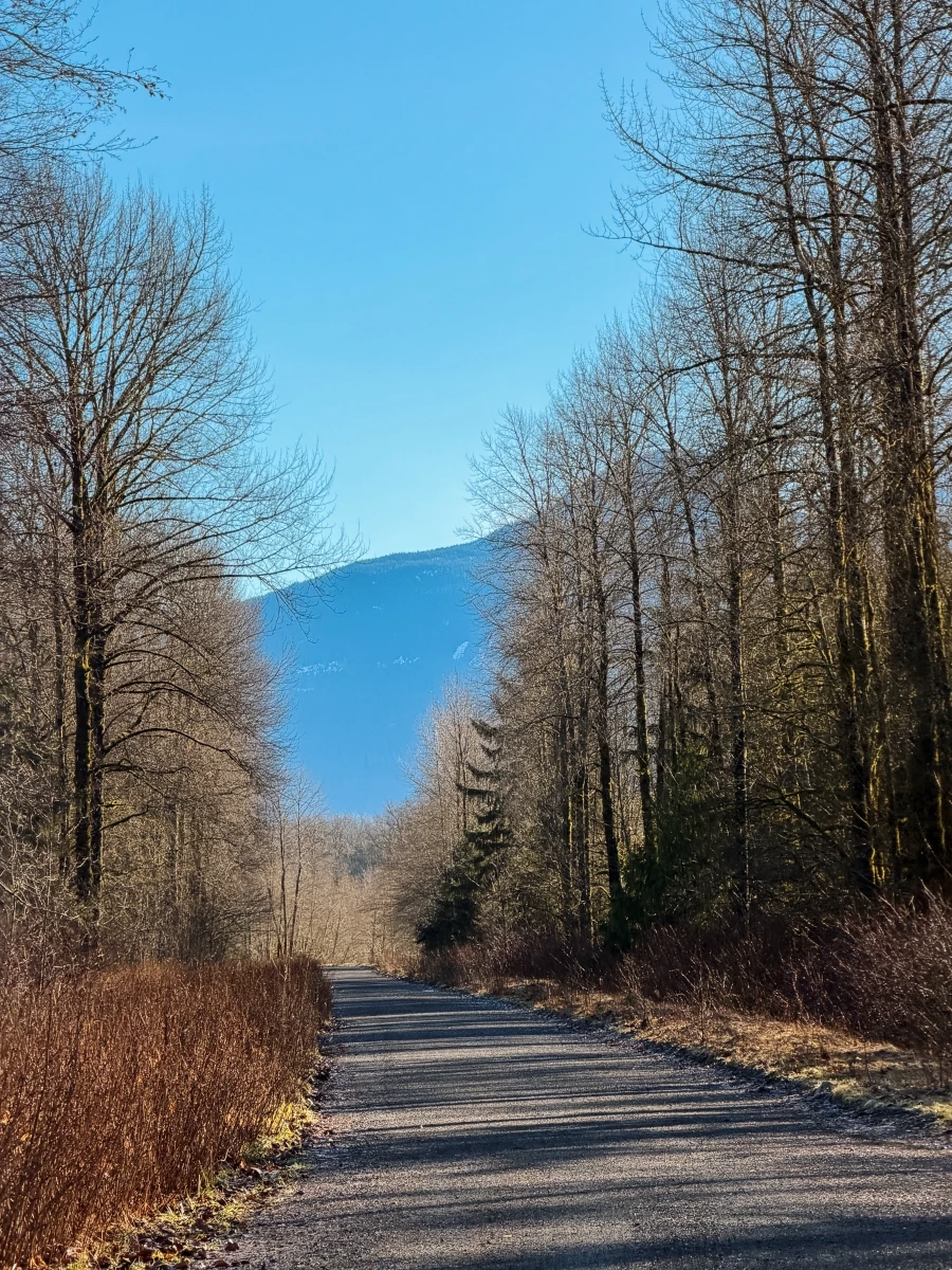 A flat gravel path cuts between two rows of dry leafless trees with a clear blue sky above