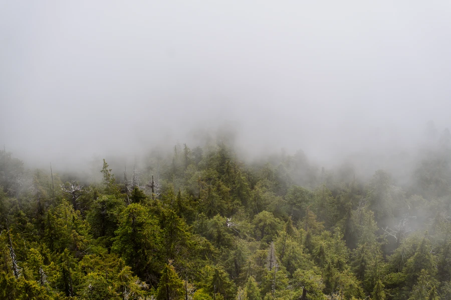 A sea of trees obscured by heavy fog