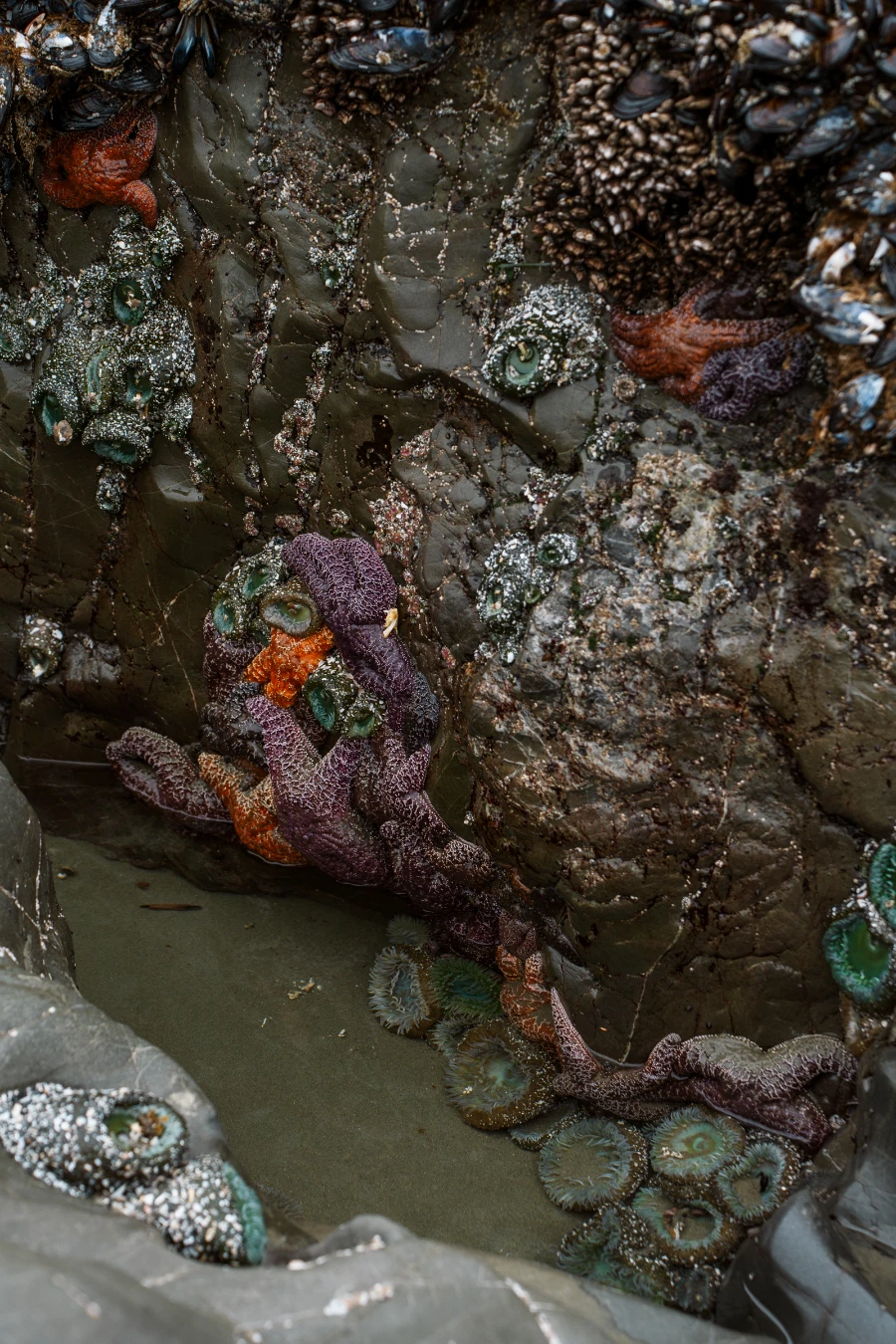 A plethora of star fish and sea anemone cling to rocks at low tide on Chesterman beach
