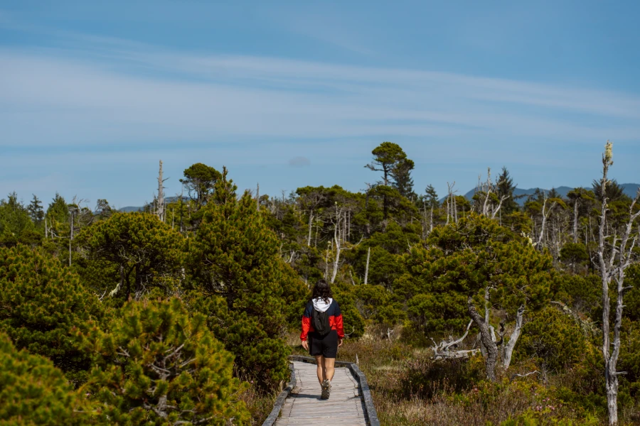 A woman walks along a boardwalk through a bog covered in short gnarled trees