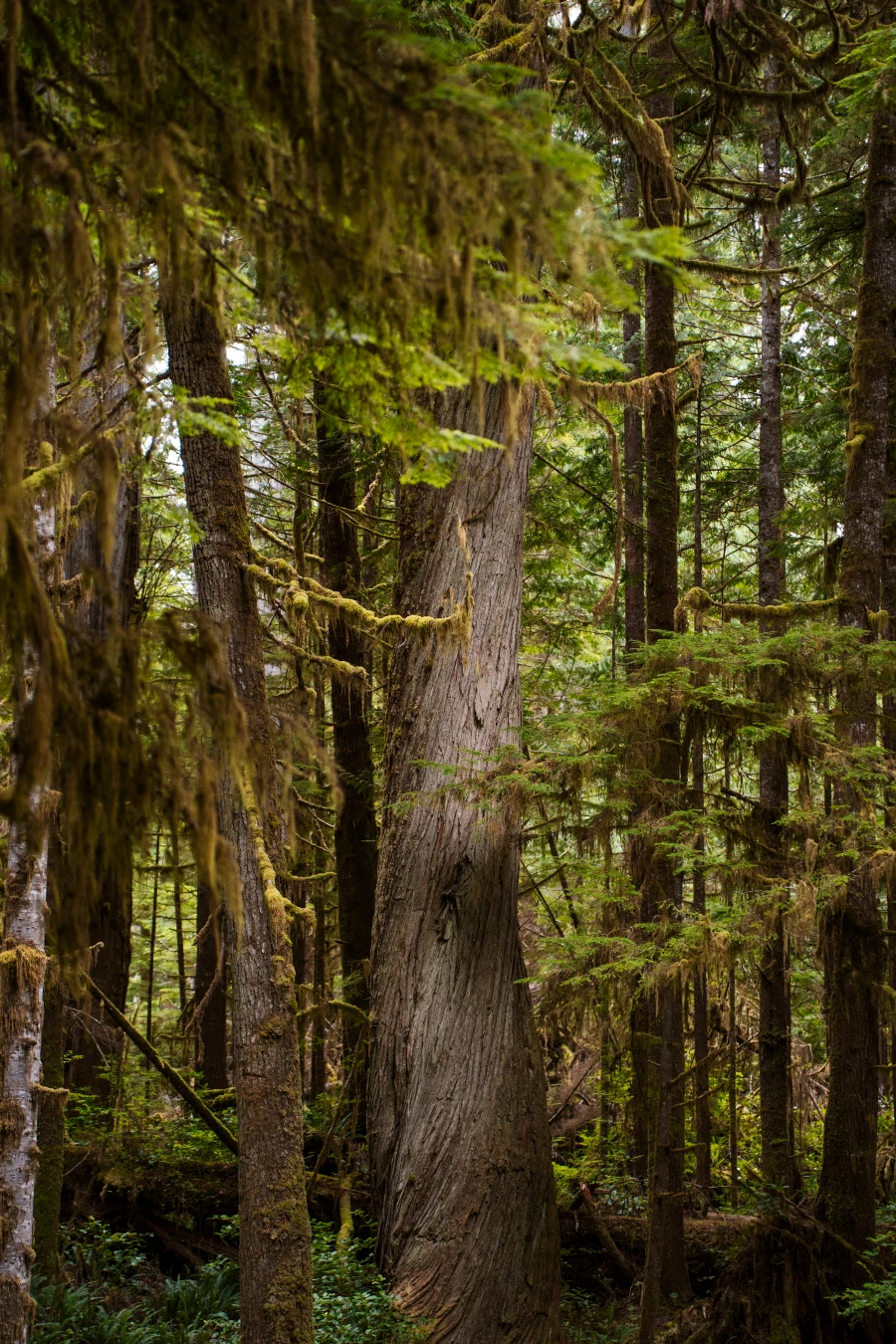 An enormous tree is spotlit by a break in the forest canopy above and surrounded by several other lush mossy trees in a rainforest near Tofino