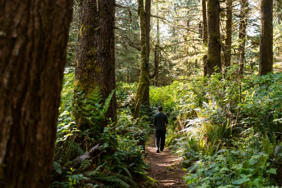 A man walking along a straight and flat dirt path amongst a lush forest of green first and huge Douglas Fir trees