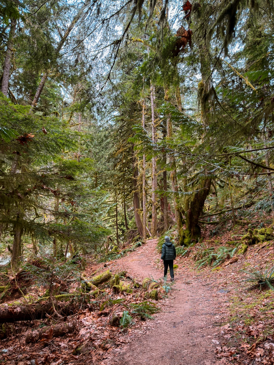 A man in a winter jacket walks along a flat curved dirt path through the lush forest in Alice Lake Provincial Park