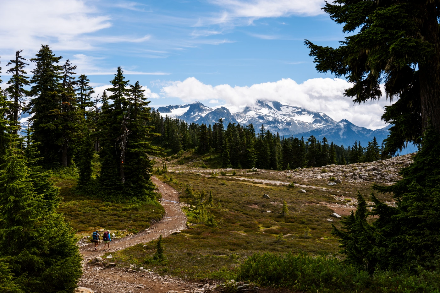 A wide dirt path meanders through sparse trees in the alpine with snowy mountain peaks on the horizon