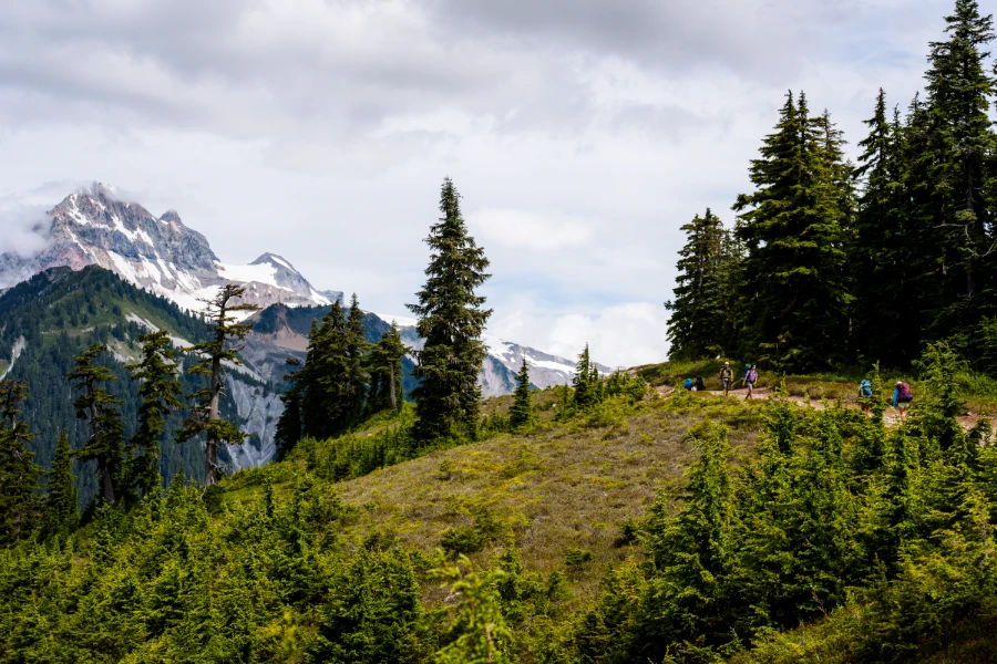 A wide dirt path meanders through sparse trees in the alpine with snowy mountain peaks on the horizon