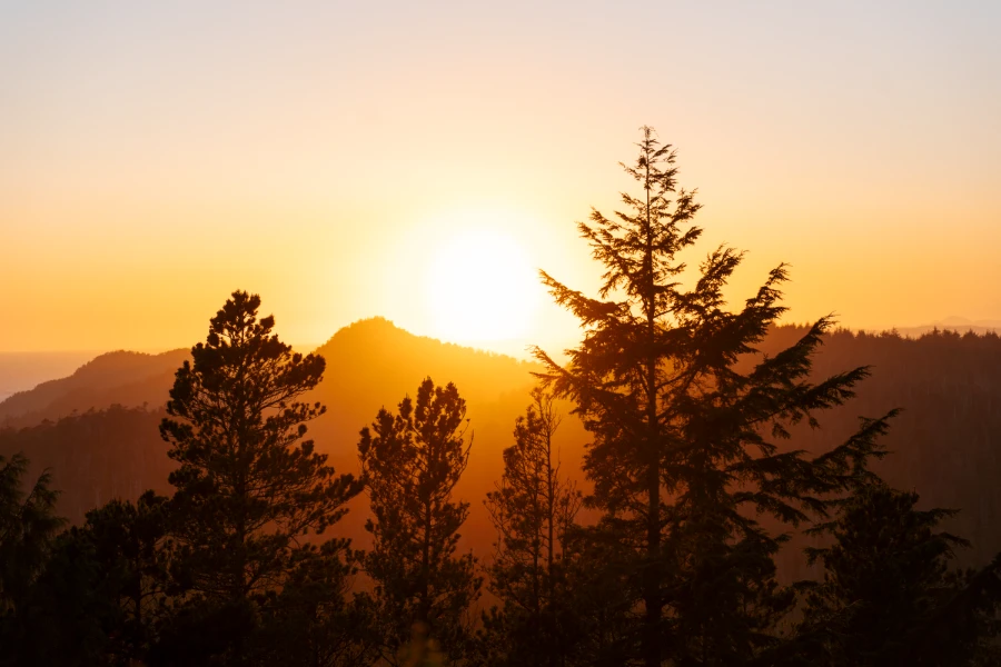 Warm golden light shines over distant forested mountains and between trees in the foreground that frame the sunset