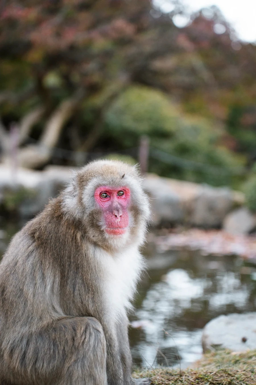 A Snow Monkey looks past the camera in Arashiyama Monkey Park (Iwatayama) Kyoto, Japan