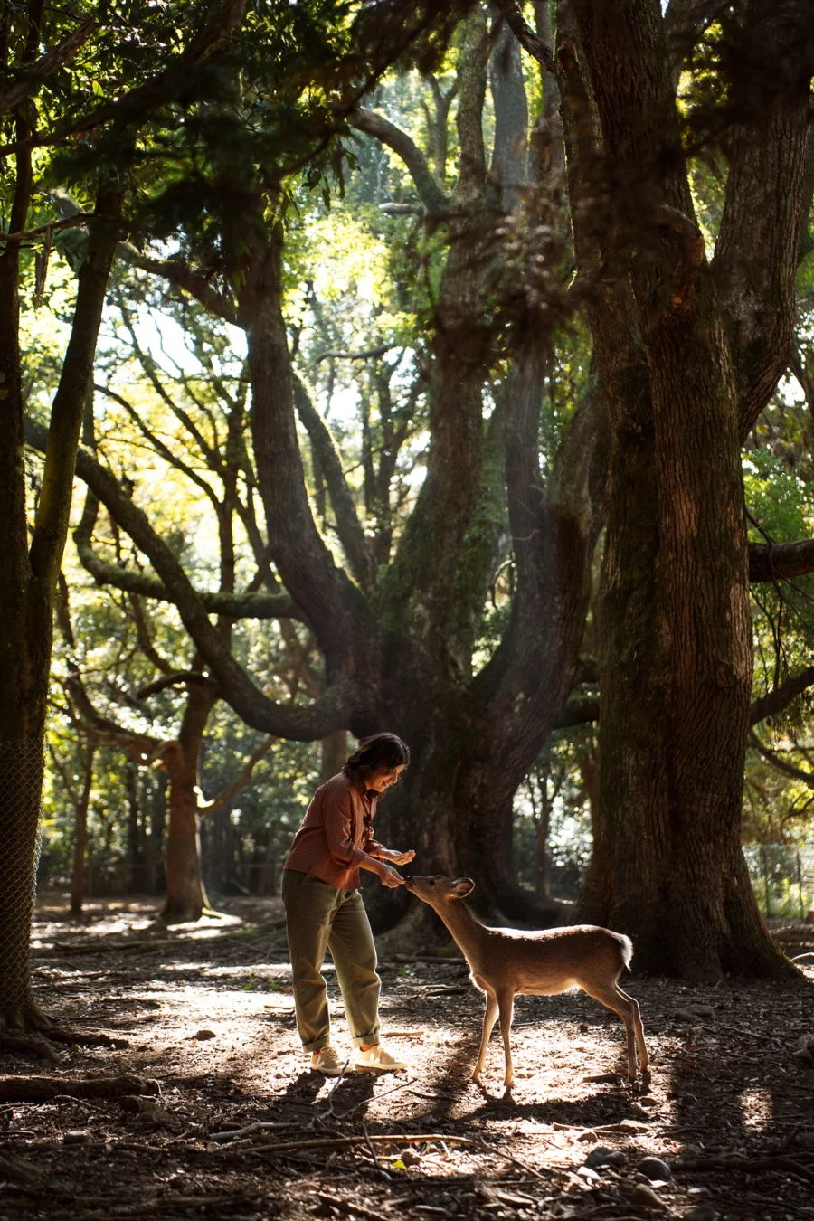 Woman feeds a small deer a cracker while surrounded by trees in Nara Park, Japan