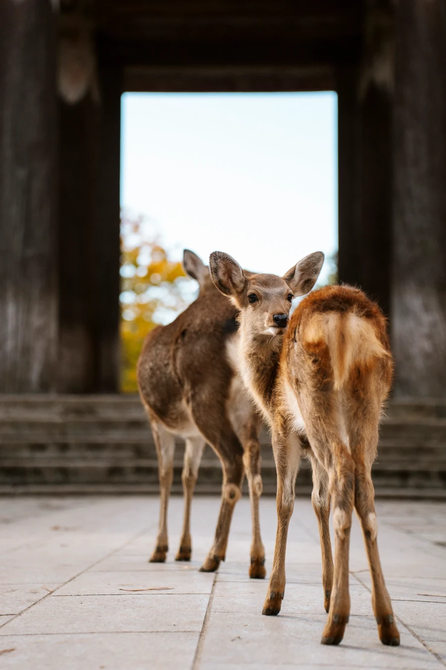 Image related to best things to do in nara park japan