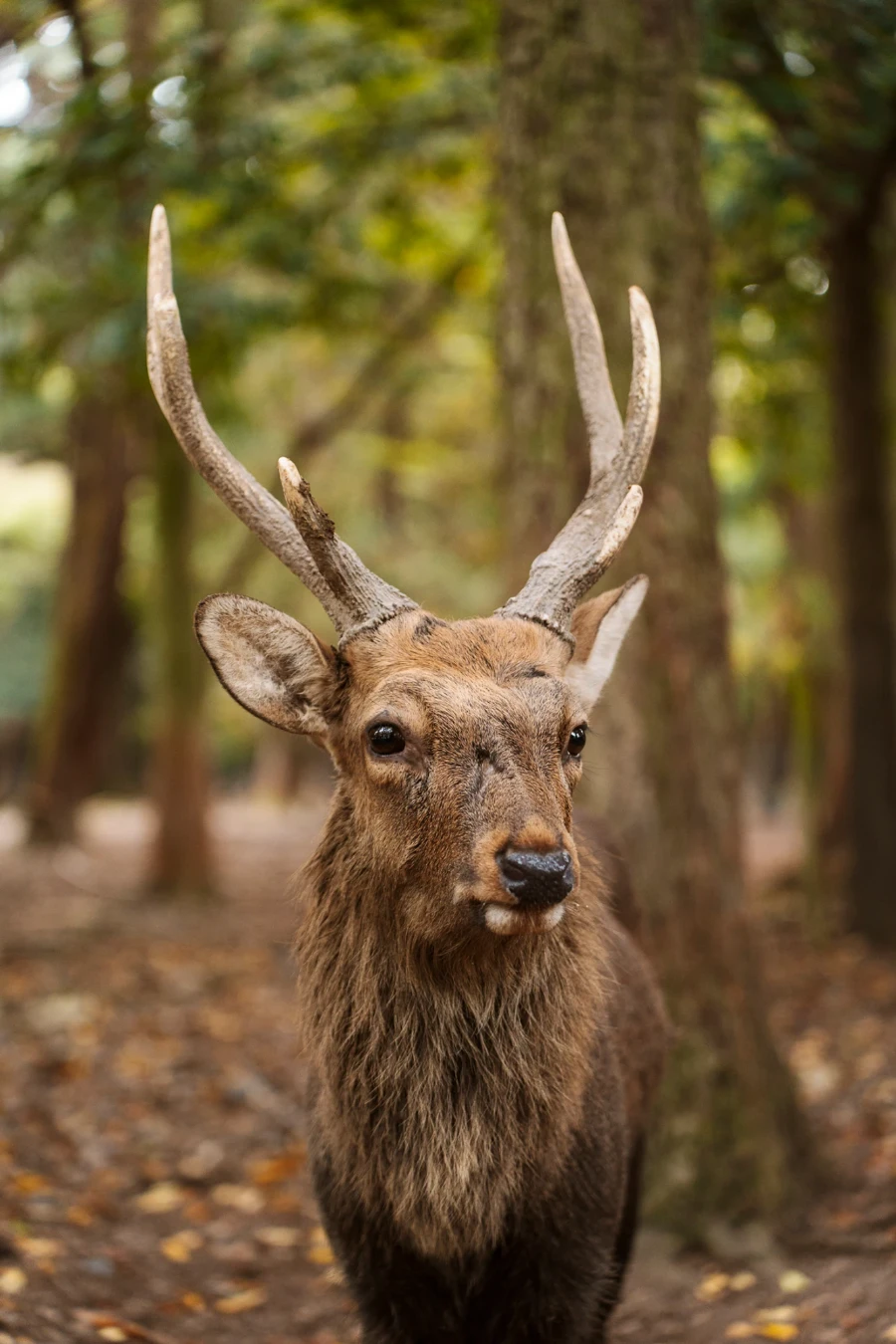 A large male deer with large antlers in Nara Park, Japan