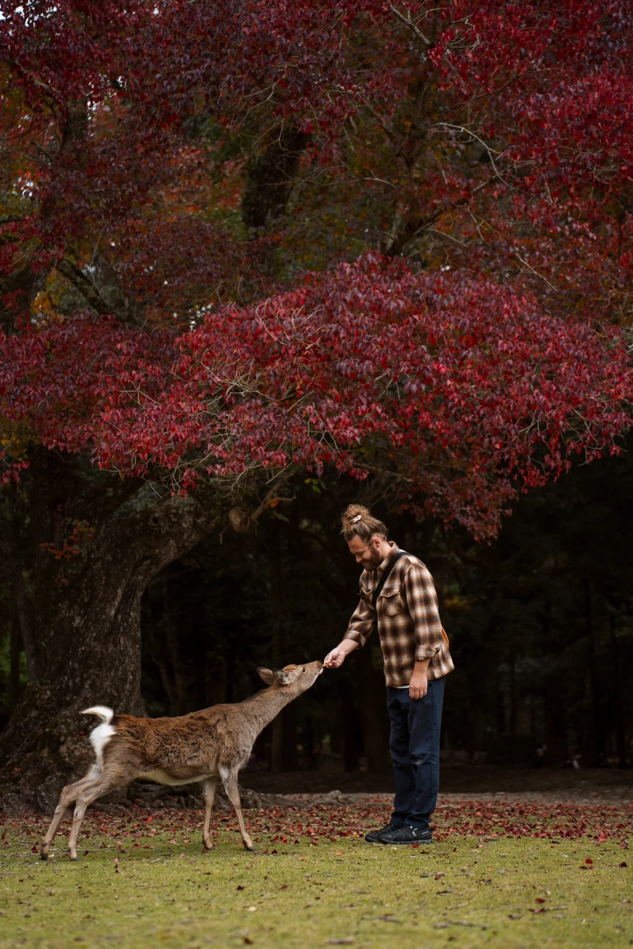 Image related to best things to do in nara park japan