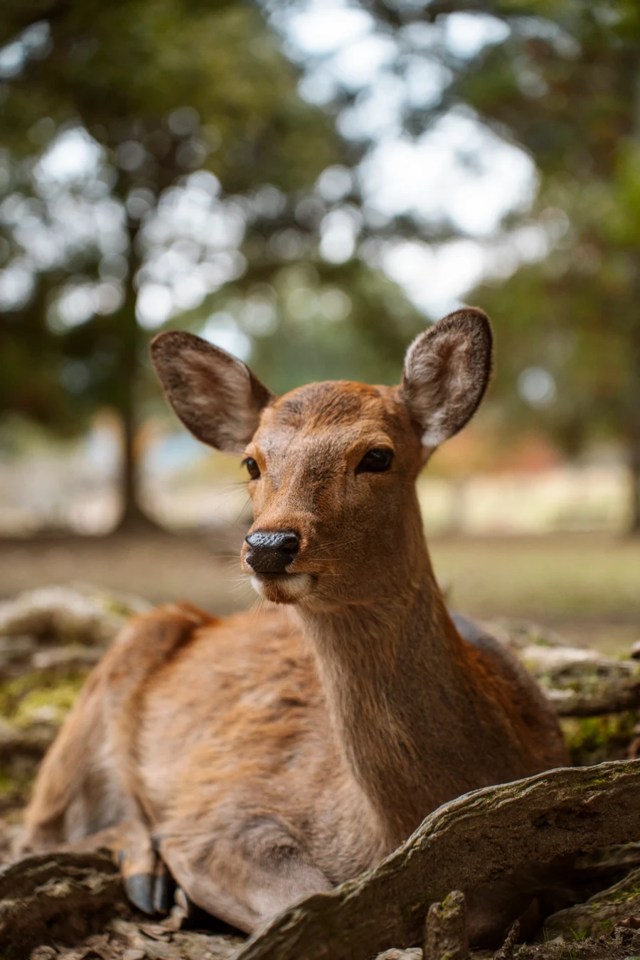 A deer in Nara Park Japan laying on the ground surrounded by roots