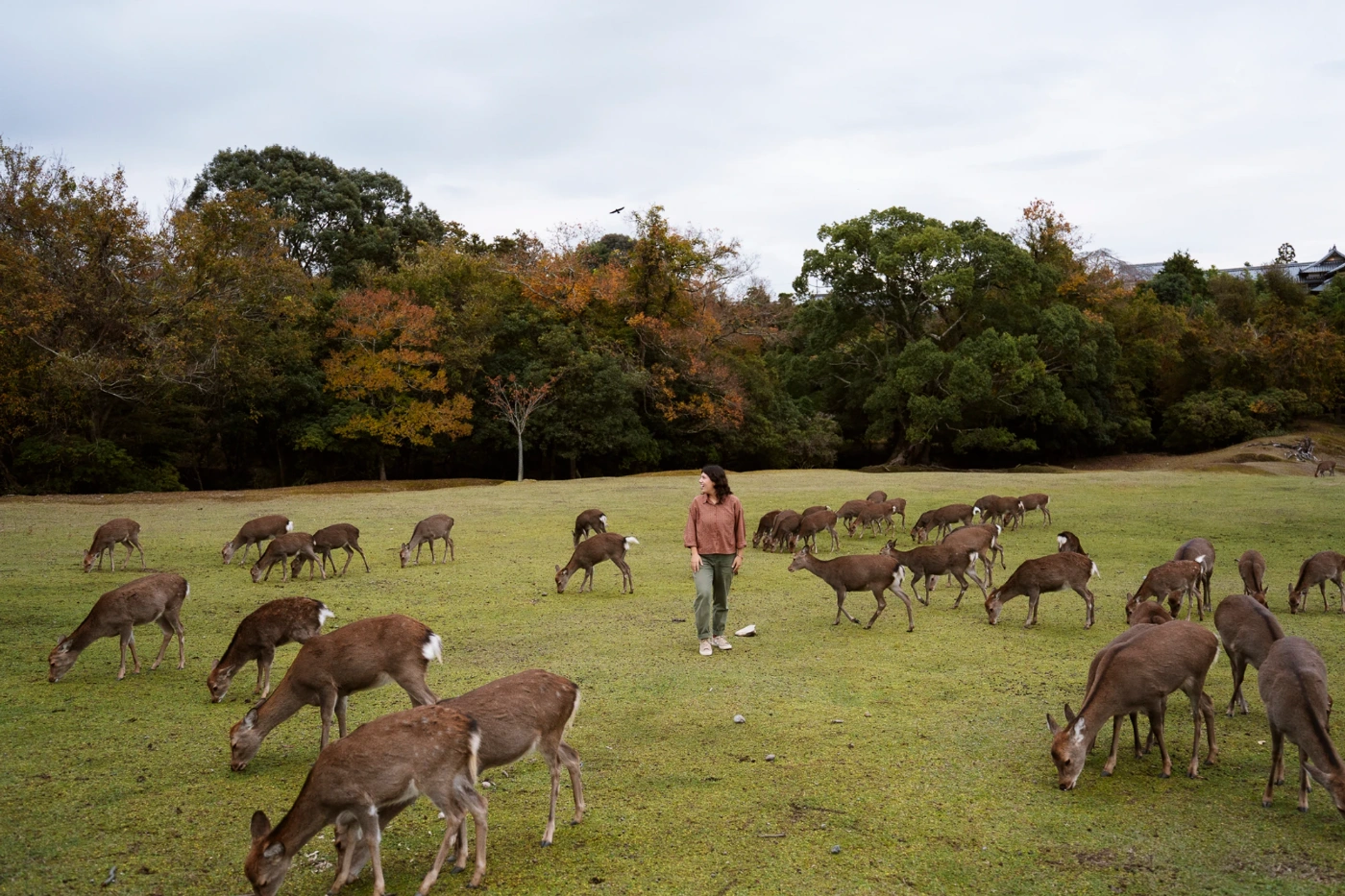 A woman stands in the middle of a group of grazing deep in Nara Park, Japan
