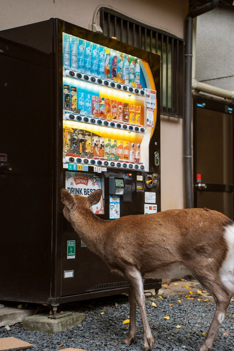 Best Things To See In Nara Park: deer in front of a vending machine in Nara Park, Japan