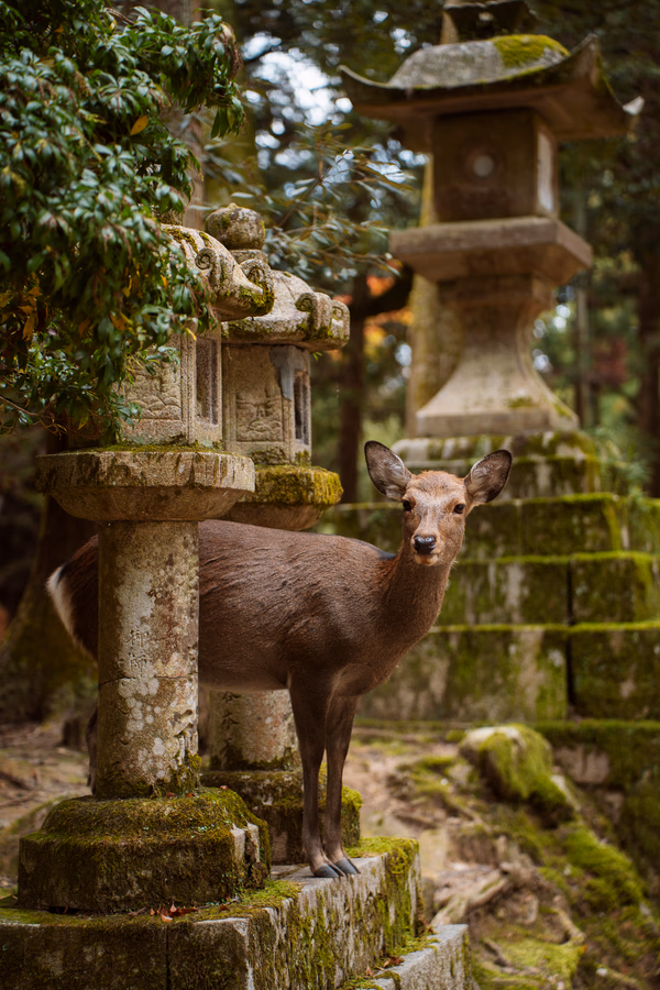 Image related to best things to do in nara park japan