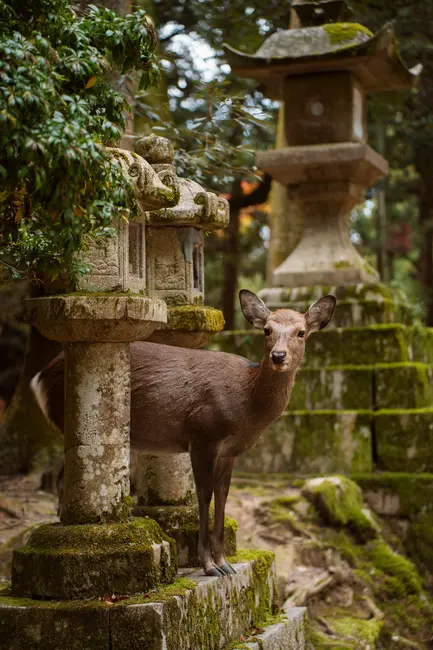 8 Best Things To See In Nara Park (2025 Guide)
