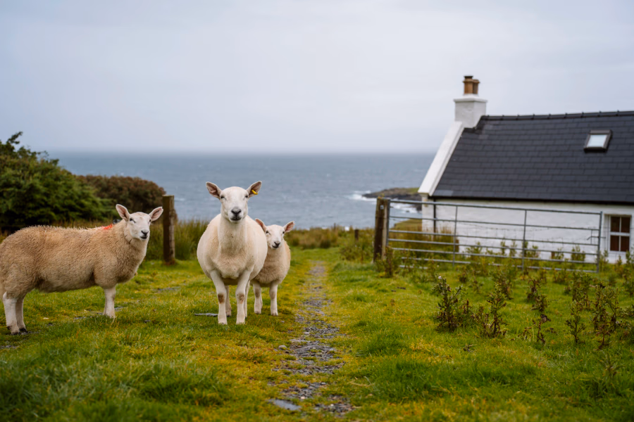Three sheep stare at an unseen figure along the trail to Brother's Point
