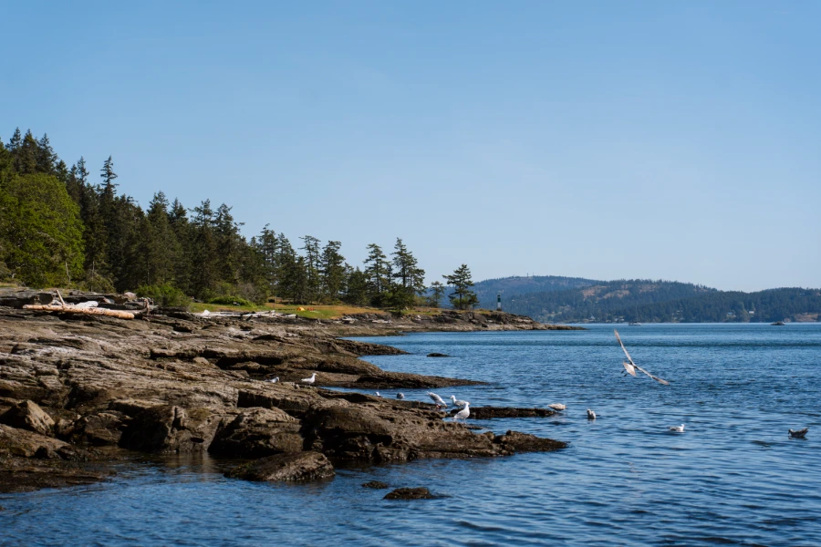 A swarm of seaguls fly over the rocky shores on Ruckle Provincial Park