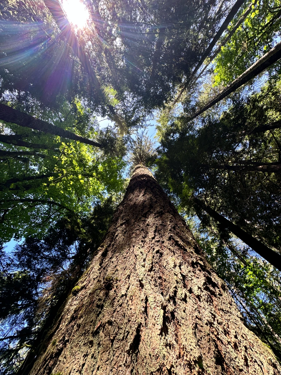 A huge tree reaching up high into the clear blue sky