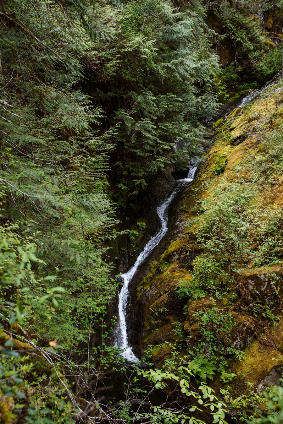 A narrow waterfalls flows through a dense green forest near Christie Falls