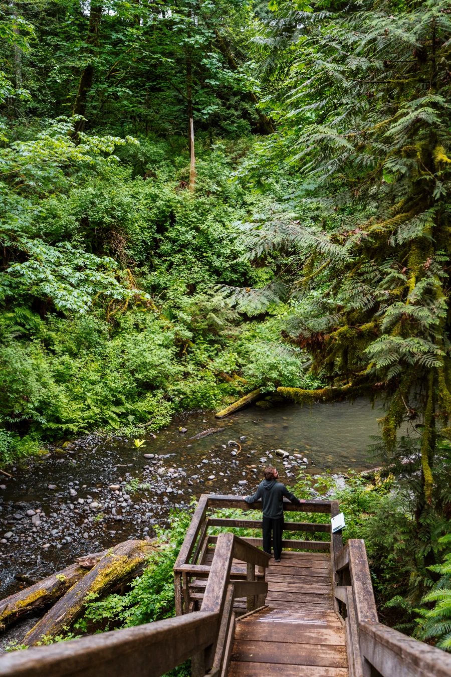 A man stands at the bottom of a wooden staircase at a viewpoint, looking out to a shallow river running through a lush green forest