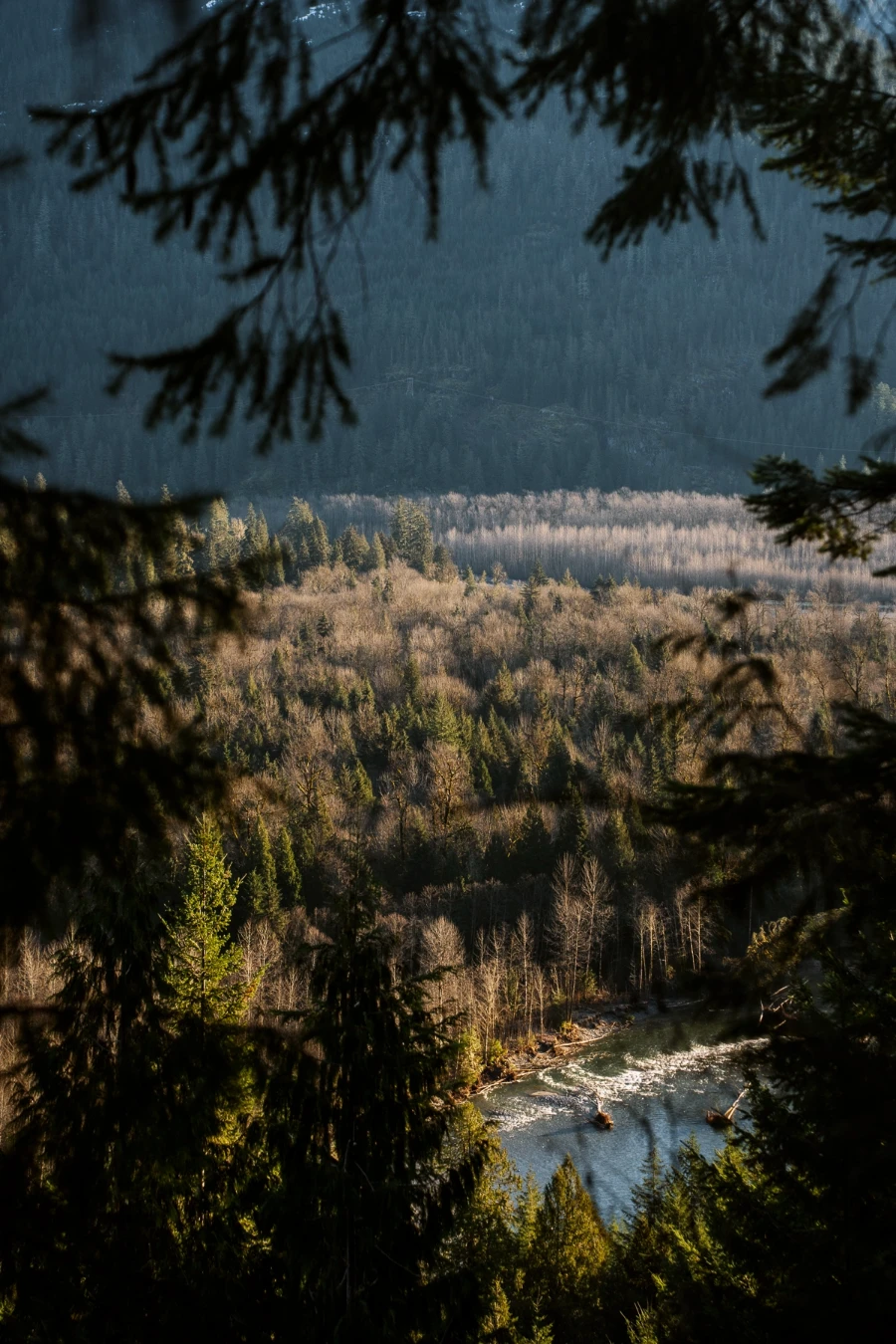 Dry Trees spread across the valley framed by evergreen branches above