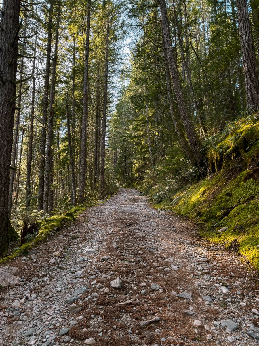 A wide steep stony dirt path passes through a mossy green forest