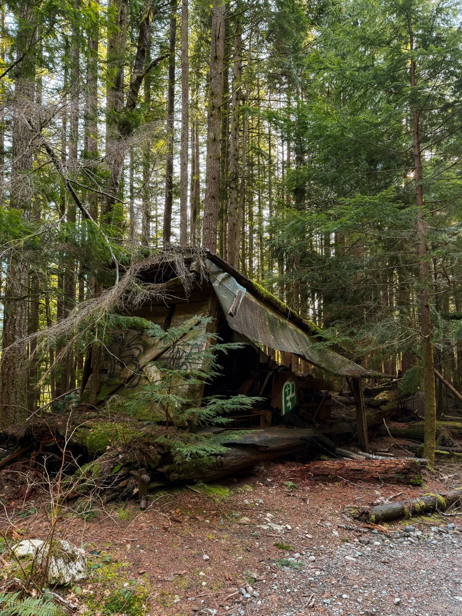 An evergreen forest surrounds a dilapidated decades old sawmill