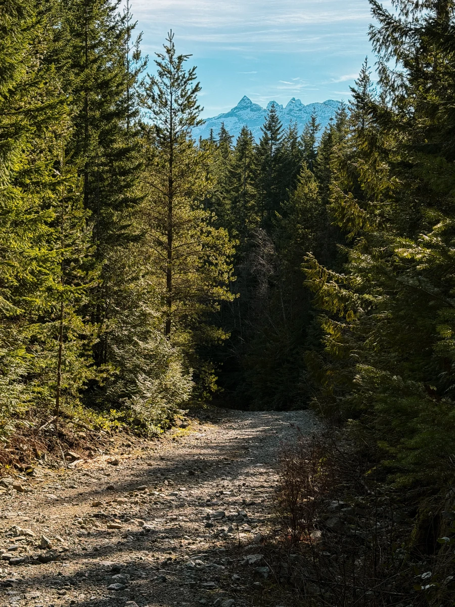 A wide stony path cuts tween a dense forest with snow capped tall mountains in the far distance