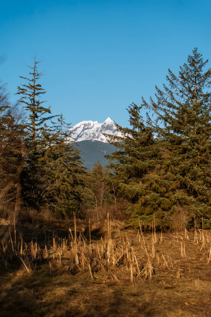 Sharp snowy peaks in the distance framed by dry ever green trees
