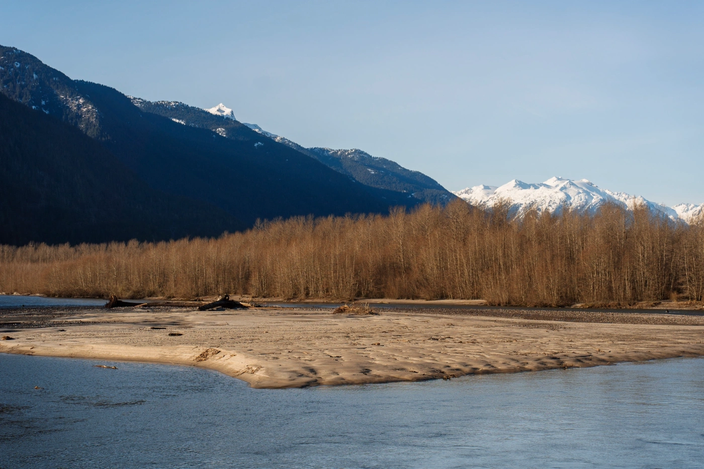 A large isolated sand bank sits in the middle of a wide river bordered by a forest of dry and bare trees with snow capped mountains visible above them in the distance 